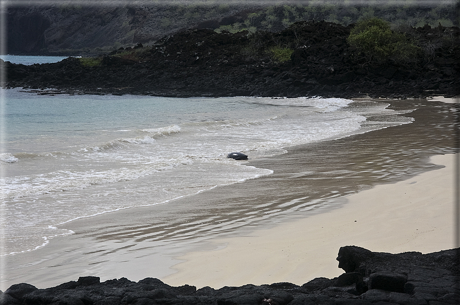 foto Isole Galapagos